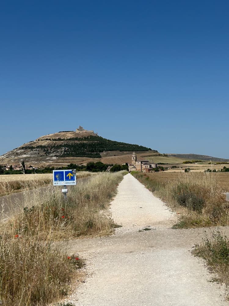 Cevada, chicória e centeio