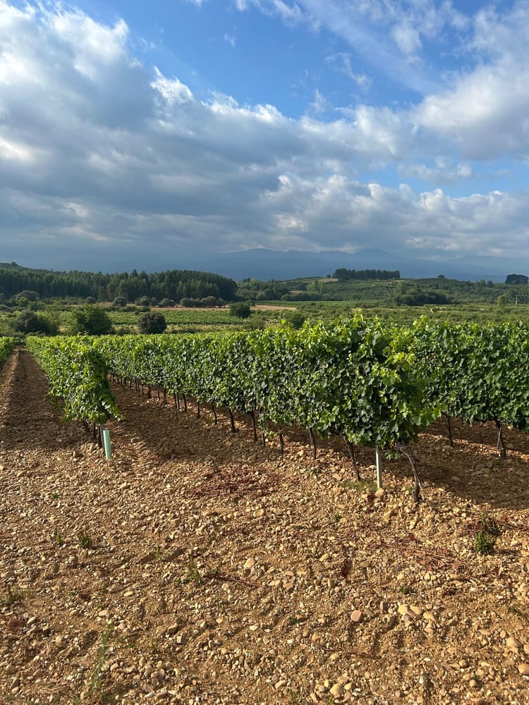 DOP Bierzo