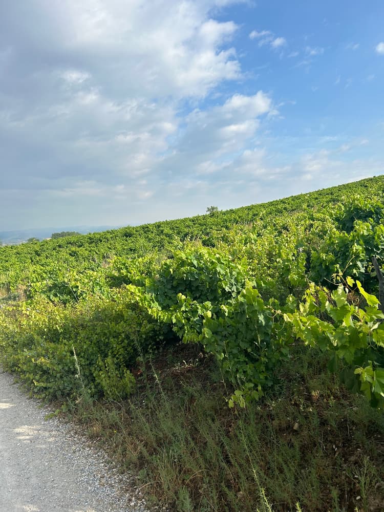 DOP Bierzo