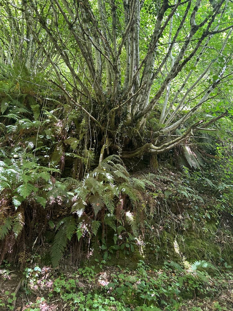 O Cebreiro